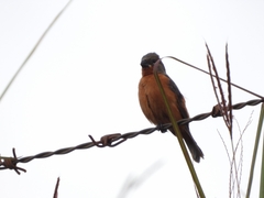 Sporophila minuta