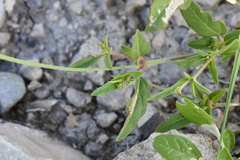 Boerhavia erecta