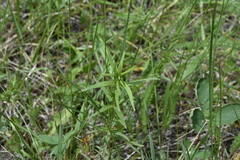 Galium boreale