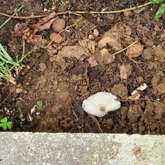 Leucocoprinus brebissonii