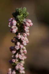 Erica goatcheriana