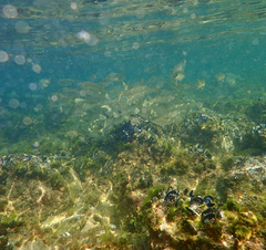 Aldrichetta forsteri