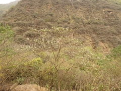 Solanum riparium