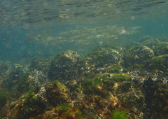 Aldrichetta forsteri