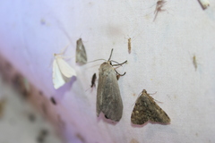 Idia diminuendis