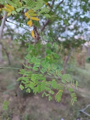 Mimosa acantholoba
