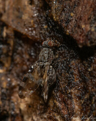 Pseudotephritis vau