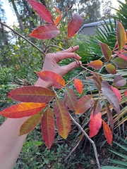 Toxicodendron vernix