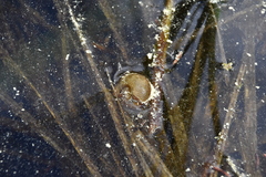 Planorbella trivolvis