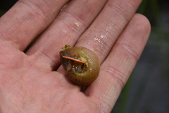 Planorbella trivolvis