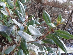 Syzygium smithii