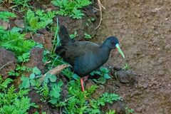 Pardirallus sanguinolentus