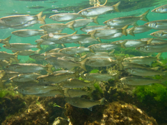 Aldrichetta forsteri