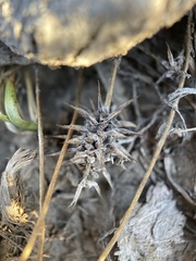 Ceratocephala testiculata