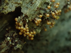 Hemitrichia calyculata