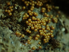 Hemitrichia calyculata