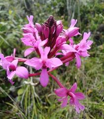 Epidendrum jamiesonis