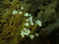 Hemitrichia calyculata