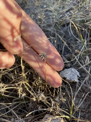 Ceratocephala testiculata