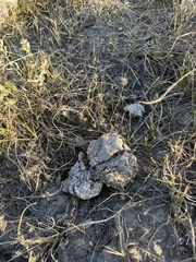 Ceratocephala testiculata