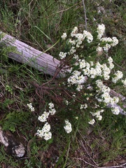 Pimelea glauca