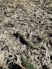 Coluber constrictor flaviventris