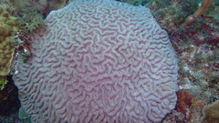 Colpophyllia natans