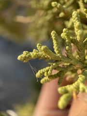 Juniperus osteosperma