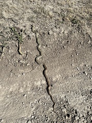 Coluber constrictor flaviventris