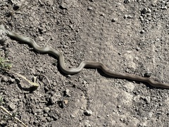 Coluber constrictor flaviventris