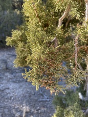 Juniperus osteosperma