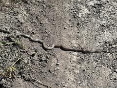 Coluber constrictor flaviventris
