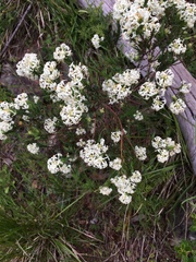 Pimelea glauca