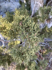 Juniperus osteosperma