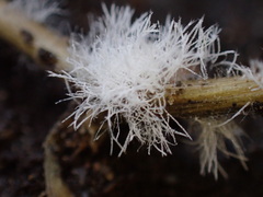 Botryosporium