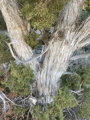 Juniperus osteosperma