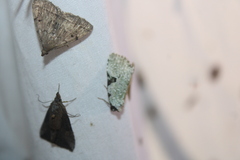 Leuconycta diphteroides