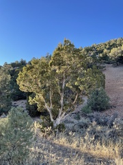 Juniperus osteosperma