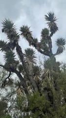 Yucca filifera
