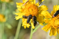 Acmaeodera haemorrhoa