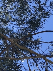 Polytelis swainsonii