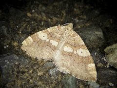 Idiotephria evanescens