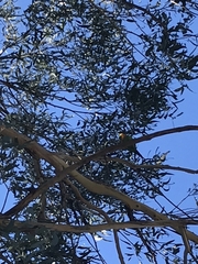 Polytelis swainsonii