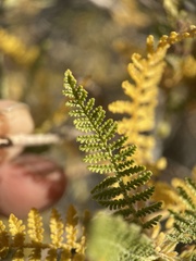 Chamaebatiaria millefolium
