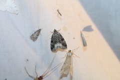 Protodeltote muscosula