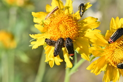 Acmaeodera haemorrhoa