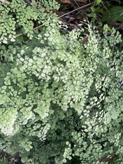 Adiantum raddianum