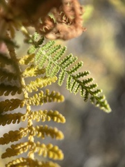Chamaebatiaria millefolium