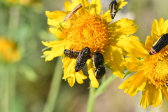 Acmaeodera haemorrhoa