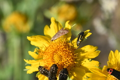 Acmaeodera scalaris
